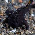 Deepwater Frogfish (Nudiantennarius subteres), photo taken in Indonesia, Bali, Tulamben, Bulakan Slope