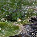 Nudibranch, photo taken in Indonesia, Bali, Tulamben, Bulakan Slope