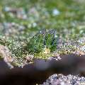 Nudibranch, photo taken in Indonesia, Bali, Tulamben, Bulakan Slope