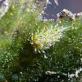 Nudibranch, photo taken in Indonesia, Bali, Tulamben, Bulakan Slope