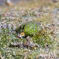 Nudibranch, photo taken in Indonesia, Bali, Tulamben, Bulakan Slope