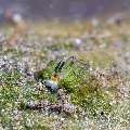 Nudibranch, photo taken in Indonesia, Bali, Tulamben, Bulakan Slope
