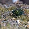 Nudibranch, photo taken in Indonesia, Bali, Tulamben, Bulakan Slope