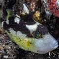 , photo taken in Indonesia, Bali, Tulamben, Bulakan Slope