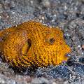 Starry Puffer (Arothron stellatus), photo taken in Indonesia, Bali, Tulamben, Bulakan Slope