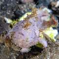 Painted Frogfish (Antennarius pictus), photo taken in Indonesia, Bali, Tulamben, Bulakan Slope