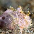 Painted Frogfish (Antennarius pictus), photo taken in Indonesia, Bali, Tulamben, Bulakan Slope