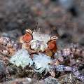 , photo taken in Indonesia, Bali, Tulamben, Batu Niti Slope , photo taken in Indonesia, Bali, Tulamben, Batu Niti Slope