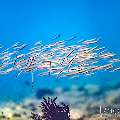 , photo taken in Indonesia, Bali, Tulamben, Batu Niti Slope , photo taken in Indonesia, Bali, Tulamben, Batu Niti Slope