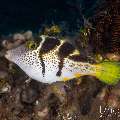 , photo taken in Indonesia, Bali, Tulamben, Melasti , photo taken in Indonesia, Bali, Tulamben, Melasti