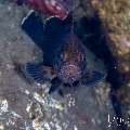 , photo taken in Indonesia, Bali, Tulamben, Segara , photo taken in Indonesia, Bali, Tulamben, Segara