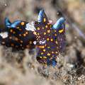 , photo taken in Indonesia, Bali, Tulamben, Segara , photo taken in Indonesia, Bali, Tulamben, Segara