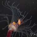 , photo taken in Indonesia, Bali, Tulamben, Segara , photo taken in Indonesia, Bali, Tulamben, Segara