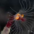 , photo taken in Indonesia, Bali, Tulamben, Segara , photo taken in Indonesia, Bali, Tulamben, Segara