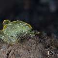 , photo taken in Indonesia, Bali, Tulamben, Segara , photo taken in Indonesia, Bali, Tulamben, Segara