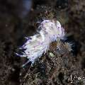 , photo taken in Indonesia, Bali, Tulamben, Segara , photo taken in Indonesia, Bali, Tulamben, Segara