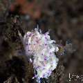 , photo taken in Indonesia, Bali, Tulamben, Segara , photo taken in Indonesia, Bali, Tulamben, Segara