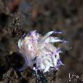 , photo taken in Indonesia, Bali, Tulamben, Segara , photo taken in Indonesia, Bali, Tulamben, Segara