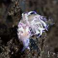 , photo taken in Indonesia, Bali, Tulamben, Segara , photo taken in Indonesia, Bali, Tulamben, Segara