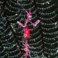 , photo taken in Indonesia, Bali, Tulamben, Segara , photo taken in Indonesia, Bali, Tulamben, Segara