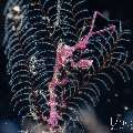 , photo taken in Indonesia, Bali, Tulamben, Segara , photo taken in Indonesia, Bali, Tulamben, Segara