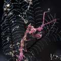 , photo taken in Indonesia, Bali, Tulamben, Segara , photo taken in Indonesia, Bali, Tulamben, Segara
