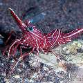 , photo taken in Indonesia, Bali, Tulamben, Segara , photo taken in Indonesia, Bali, Tulamben, Segara