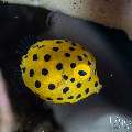 , photo taken in Indonesia, Bali, Tulamben, Segara , photo taken in Indonesia, Bali, Tulamben, Segara