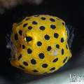 , photo taken in Indonesia, Bali, Tulamben, Segara , photo taken in Indonesia, Bali, Tulamben, Segara