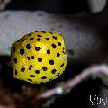 , photo taken in Indonesia, Bali, Tulamben, Segara , photo taken in Indonesia, Bali, Tulamben, Segara