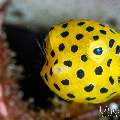 , photo taken in Indonesia, Bali, Tulamben, Segara , photo taken in Indonesia, Bali, Tulamben, Segara