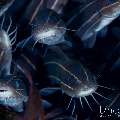 , photo taken in Indonesia, Bali, Tulamben, Segara , photo taken in Indonesia, Bali, Tulamben, Segara