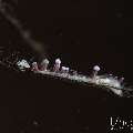 , photo taken in Indonesia, Bali, Tulamben, Segara , photo taken in Indonesia, Bali, Tulamben, Segara