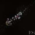 , photo taken in Indonesia, Bali, Tulamben, Segara , photo taken in Indonesia, Bali, Tulamben, Segara