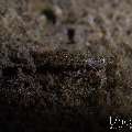 , photo taken in Indonesia, Bali, Tulamben, Segara , photo taken in Indonesia, Bali, Tulamben, Segara