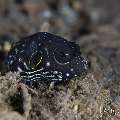, photo taken in Indonesia, Bali, Tulamben, Segara , photo taken in Indonesia, Bali, Tulamben, Segara