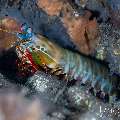 , photo taken in Indonesia, Bali, Tulamben, Sidem , photo taken in Indonesia, Bali, Tulamben, Sidem