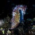, photo taken in Indonesia, Bali, Tulamben, Sidem , photo taken in Indonesia, Bali, Tulamben, Sidem
