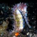 , photo taken in Indonesia, Bali, Tulamben, Sidem , photo taken in Indonesia, Bali, Tulamben, Sidem