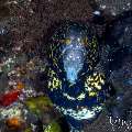 , photo taken in Indonesia, Bali, Tulamben, Sidem , photo taken in Indonesia, Bali, Tulamben, Sidem