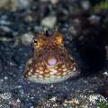 , photo taken in Indonesia, Bali, Tulamben, Sidem , photo taken in Indonesia, Bali, Tulamben, Sidem