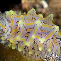 , photo taken in Indonesia, Bali, Tulamben, Sidem , photo taken in Indonesia, Bali, Tulamben, Sidem