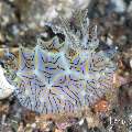 , photo taken in Indonesia, Bali, Tulamben, Sidem , photo taken in Indonesia, Bali, Tulamben, Sidem