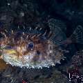 , photo taken in Indonesia, Bali, Tulamben, Sidem , photo taken in Indonesia, Bali, Tulamben, Sidem