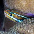 , photo taken in Indonesia, Bali, Tulamben, Kuanji , photo taken in Indonesia, Bali, Tulamben, Kuanji
