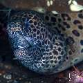 , photo taken in Indonesia, Bali, Tulamben, Kuanji , photo taken in Indonesia, Bali, Tulamben, Kuanji