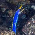 , photo taken in Indonesia, Bali, Tulamben, Kuanji , photo taken in Indonesia, Bali, Tulamben, Kuanji