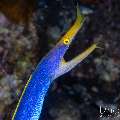 , photo taken in Indonesia, Bali, Tulamben, Kuanji , photo taken in Indonesia, Bali, Tulamben, Kuanji