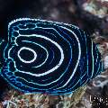 , photo taken in Indonesia, Bali, Tulamben, Kuanji , photo taken in Indonesia, Bali, Tulamben, Kuanji