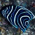 , photo taken in Indonesia, Bali, Tulamben, Kuanji , photo taken in Indonesia, Bali, Tulamben, Kuanji